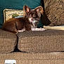 dog, small_dog, brown_dog, couch, pillows, decorative_pillow, green_pillow, living_room, pet, indoor, fur, ears, tongue, relaxed, home, furniture, cozy, comfortable, animal, cute