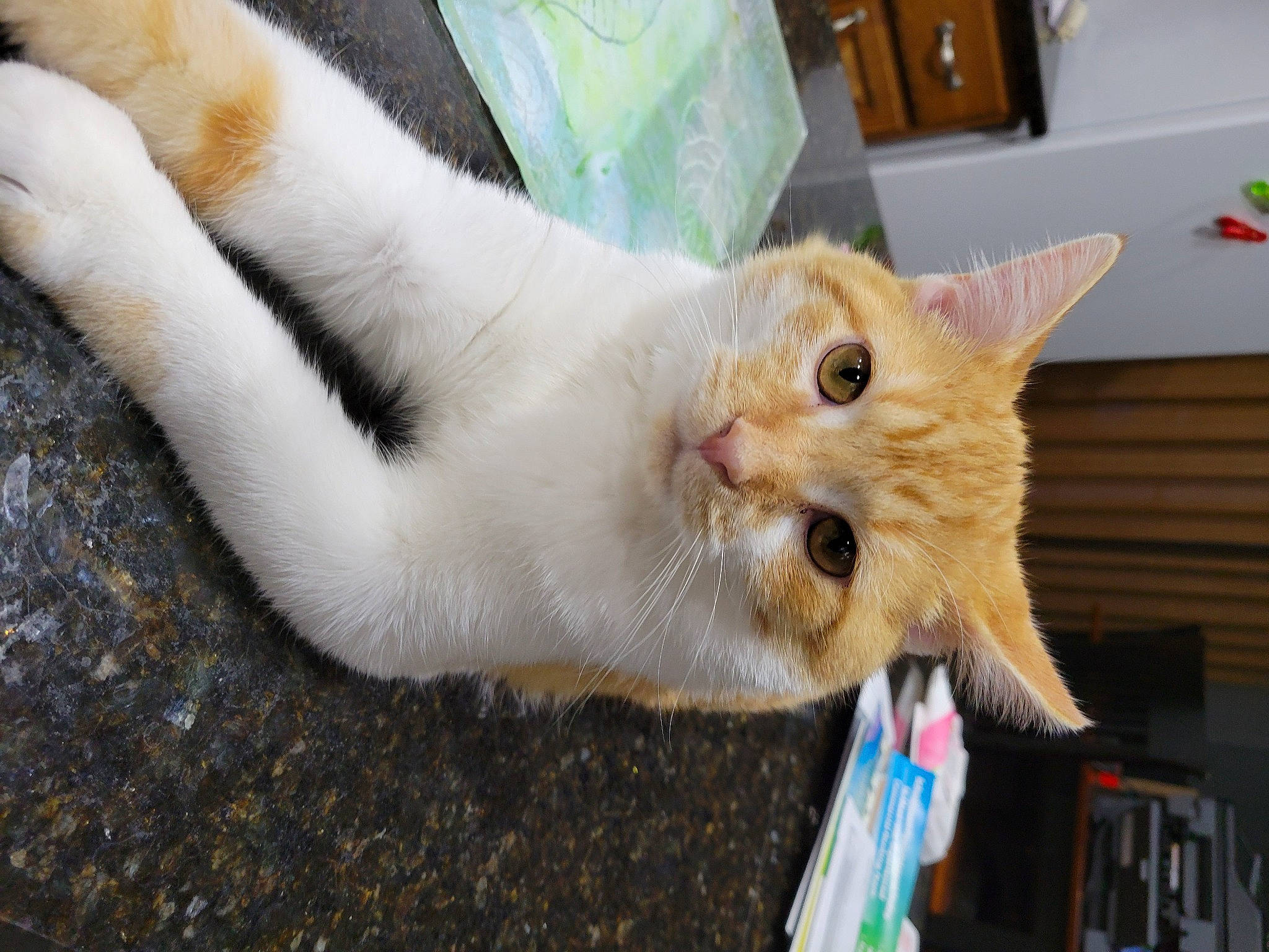 Kramer joined the competition — help win amazing prizes! balinese, cabinetry, carnivore, cat, chest_of_drawers, claw, collar, domestic_short_haired_cat, drawer, fawn, felidae, fur, paw, small_to_medium_sized_cats, snout, tail, thai, whiskers