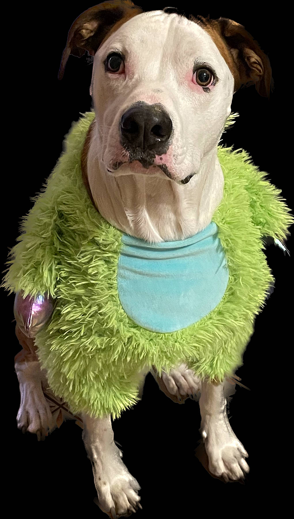 Bruno joined the competition — help win amazing prizes! canidae, carnivore, collar, companion_dog, dog, dog_breed, dog_clothes, dog_collar, dog_supply, fashion_accessory, fawn, fur, jaw, leash, pet_supply, snout, sporting_group, whiskers, working_animal, working_dog