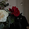 animal, black_cat, bouquet, cat, closeup, curious_eyes, dark, domestic_animal, door, flora, flower, green_leaves, indoor, nature, pet, plant, red_rose, shadow, still_life, white_rose