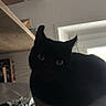 animal_eye, black_cat, cat, cat_tree, cozy, curious, domestic_animal, ears, feline, furniture, household_item, indoor, pet, quiet, resting, shadow, shelf, soft_light, whiskers, window