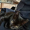black_cat, casual, cat, close_up, cozy, curious, domestic_animal, furniture, home, hoodie, indoor, kitten, lap, person, pet, portrait, relaxed, resting, wooden_furniture, yellow_eyes