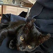 Zazou participe au concours pour gagner de l'argent avec cette photo : animal, black_cat, casual, closeup, clothing, cozy, curious, domestic, face, furniture, hoodie, indoors, kitten, person, pet, portrait, resting, warm_lighting, wooden_table, yellow_eyes
