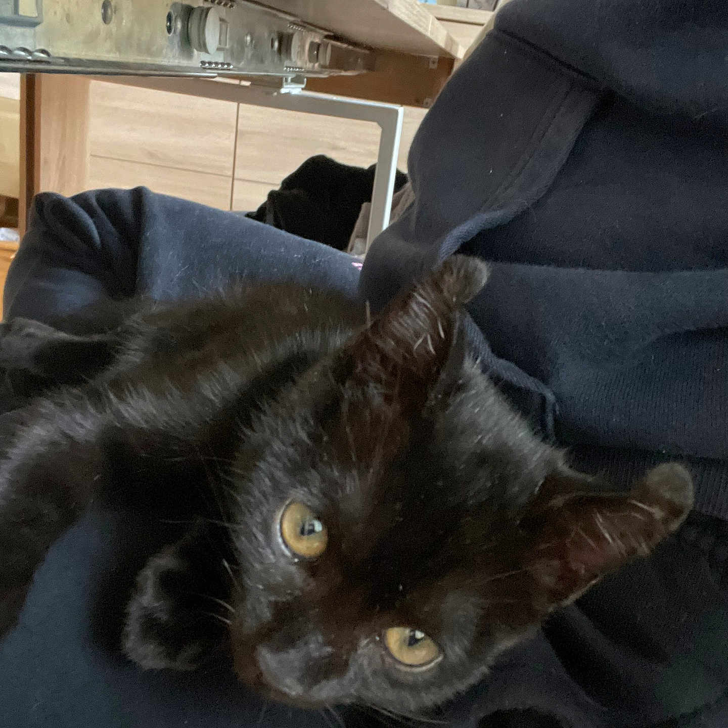 Zazou