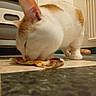 cat, orange_and_white, eating, pizza, floor, checkered_floor, kitchen, pet, animal, indoor, curious, snack, feline, whiskers, tail, paws, radiator, tile, close_up, domestic