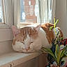 cat, cozy, daylight, decor, feline, glass, household_items, indoor, orange_and_white, peaceful, pet, plant, potted_plant, relaxation, resting, sleeping, sunlight, window, window_decor, windowsill