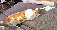 Martin a rejoint le concours — aidez-le/la à gagner de superbes lots ! cat, ginger_cat, white_cat, couch, gray_couch, sunlight, shadow, indoor, pet, relaxed, sleeping, feline, fur, domestic_animal, living_room, cozy, resting, home, animal, cute
