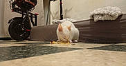 Maya a rejoint le concours — aidez-le/la à gagner de superbes lots ! cat, white_cat, floor, tile_floor, food, eating, blanket, electric_scooter, indoor, wall, pet, animal, cozy, resting, cute, domestic, feline, munching, low_angle, room