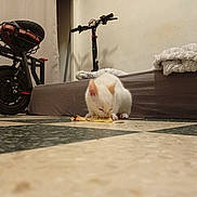 Maya a rejoint le concours — aidez-le/la à gagner de superbes lots ! cat, white_cat, indoor, floor, checkered_floor, food, eating, blanket, electric_scooter, scooter, vehicle, curious, pet, animal, cozy, home, low_angle, close_up, domestic, furniture