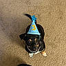 dog, birthday_hat, black_dog, tan_markings, carpet, pet, cute, small_dog, looking_up, indoor, celebration, party_hat, three, animal, canine, adorable, waiting, ears, tail, floor