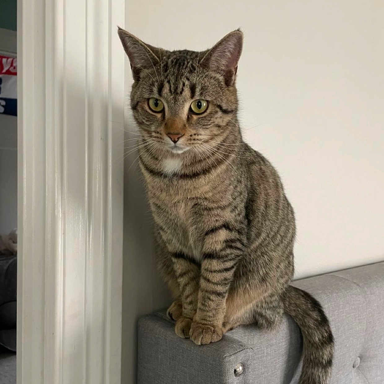 Yoba participe au concours pour gagner de l'argent avec cette photo : cat, tabby_cat, pet, animal, feline, indoor, sofa, furniture, gray_sofa, striped_fur, whiskers, ears, tail, curious, sitting, close_up, domestic_animal, house, cozy, portrait