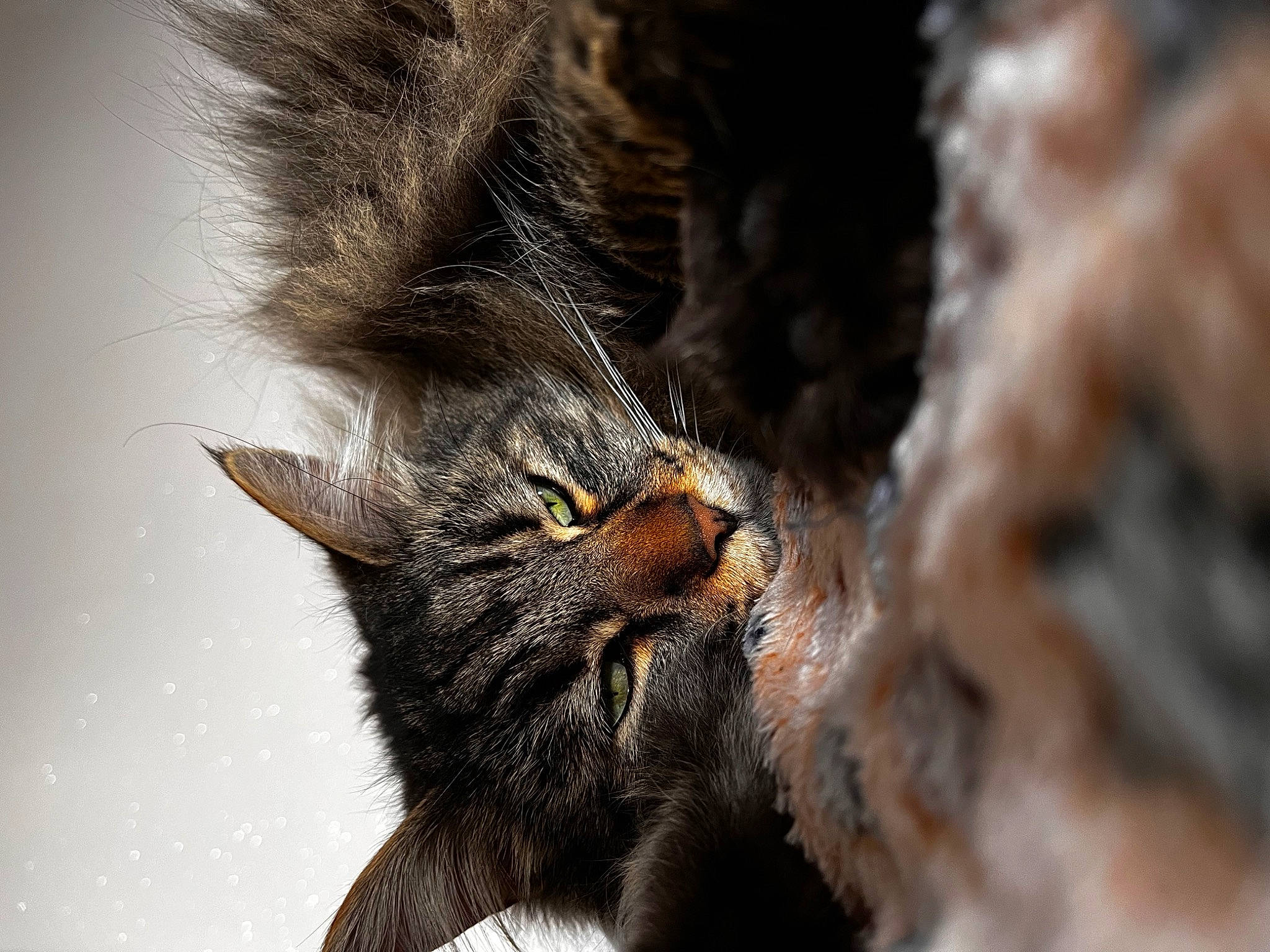 Lily a rejoint le concours — aidez-le/la à gagner de superbes lots ! black_cat, carnivore, cat, claw, domestic_short_haired_cat, eye, felidae, fur, hair, macro_photography, paw, small_to_medium_sized_cats, snout, tail, terrestrial_animal, whiskers, wildlife
