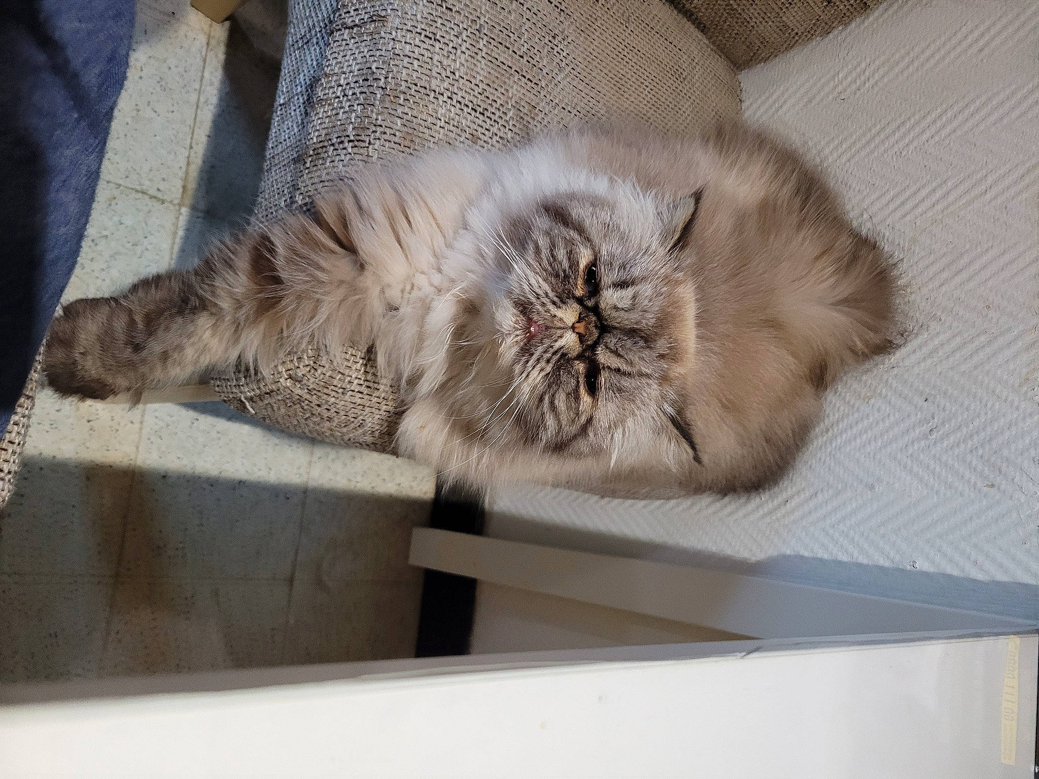 Kekan a rejoint le concours — aidez-le/la à gagner de superbes lots ! carnivore, cat, claw, comfort, domestic_short_haired_cat, fawn, felidae, fur, grey, nap, paw, sleep, small_to_medium_sized_cats, snout, tail, terrestrial_animal, whiskers