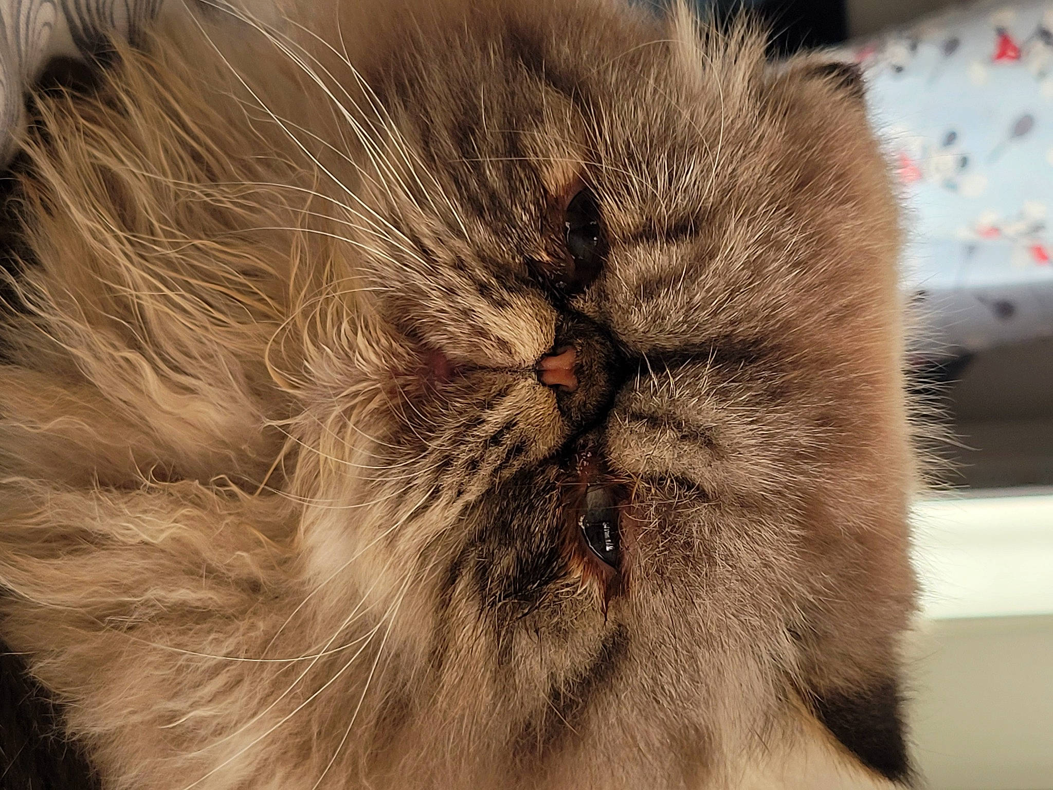 Kekan participe au concours pour gagner de l'argent avec cette photo : carnivore, cat, close_up, fawn, felidae, fur, macro_photography, natural_material, small_to_medium_sized_cats, snout, terrestrial_animal, whiskers