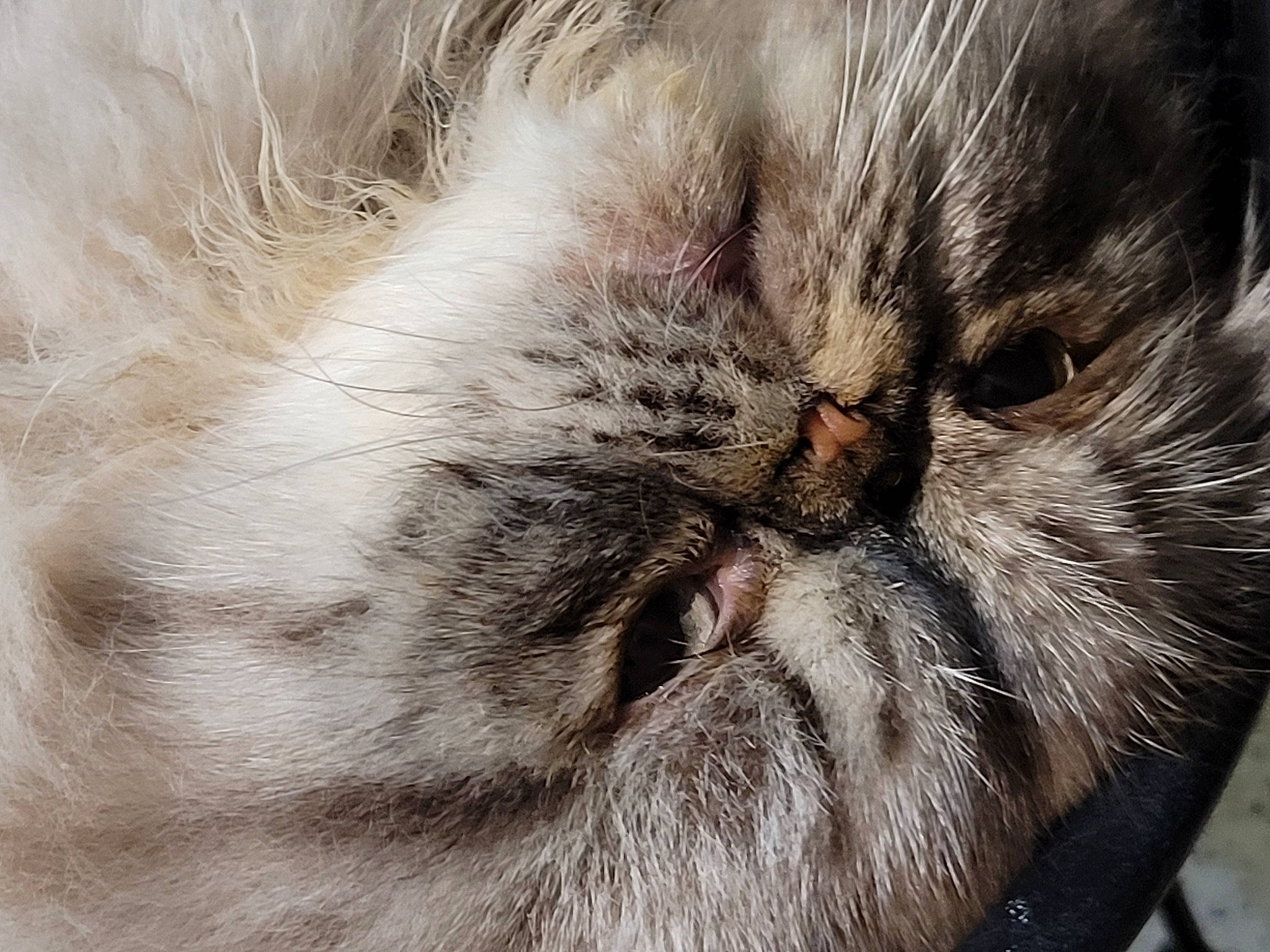 Kekan participe au concours pour gagner de l'argent avec cette photo : carnivore, cat, comfort, domestic_short_haired_cat, felidae, fur, small_to_medium_sized_cats, snout, whiskers, wrinkle