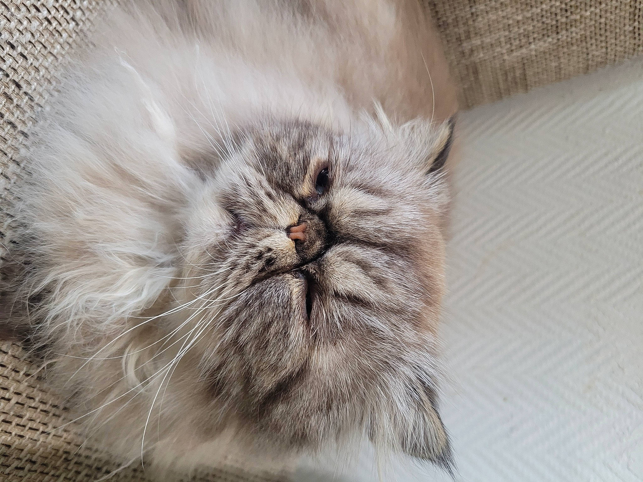 Kekan participe au concours pour gagner de l'argent avec cette photo : british_longhair, carnivore, cat, felidae, flooring, fur, grey, hardwood, paw, persian, small_to_medium_sized_cats, snout, terrestrial_animal, whiskers, wood