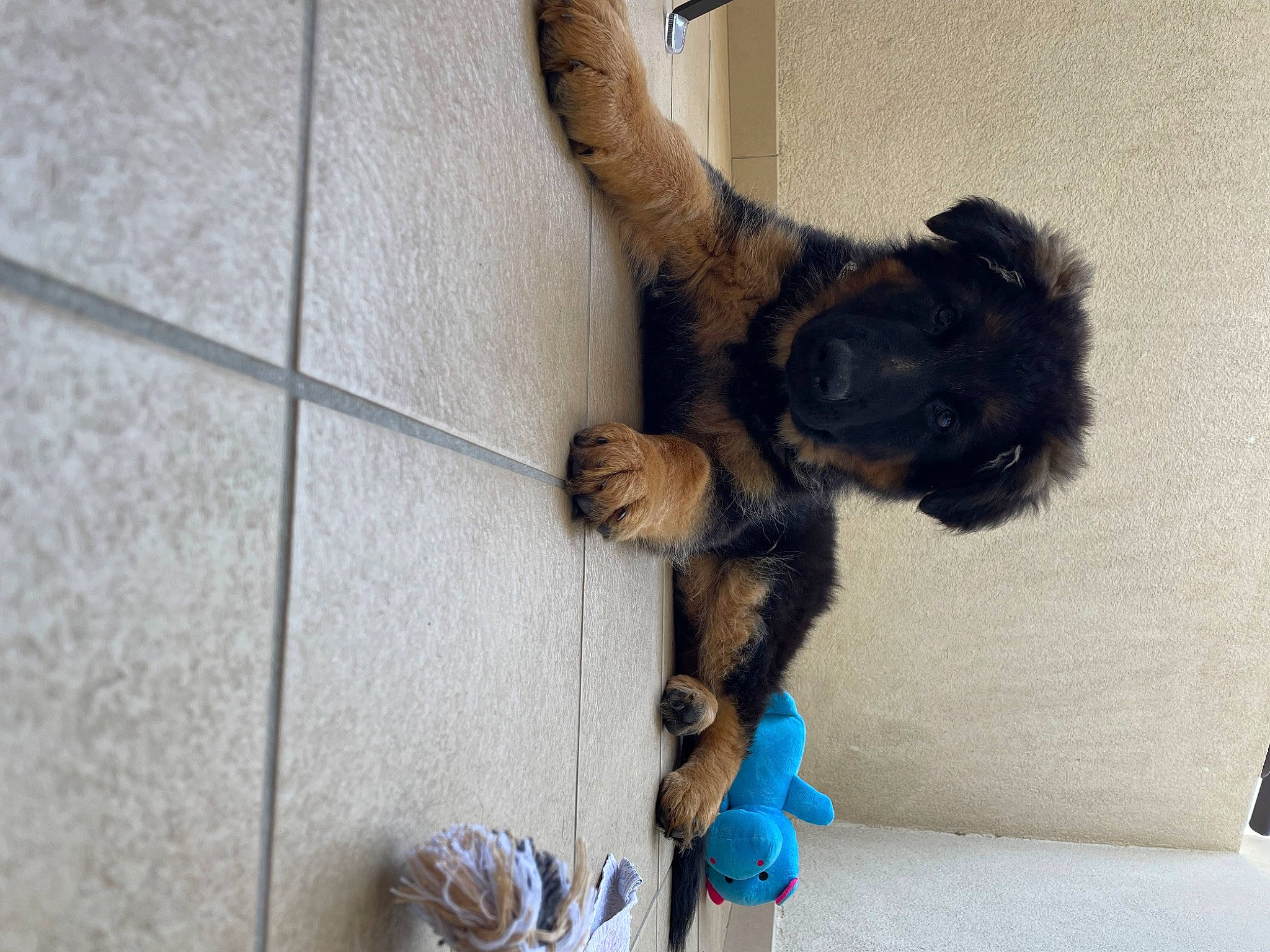 Yuka participe au concours pour gagner de l'argent avec cette photo : canidae, carnivore, claw, comfort, companion_dog, dog_breed, domestic_short_haired_cat, fawn, felidae, flooring, foot, fur, paw, small_to_medium_sized_cats, snout, sporting_group, tail, terrestrial_animal, whiskers, wood