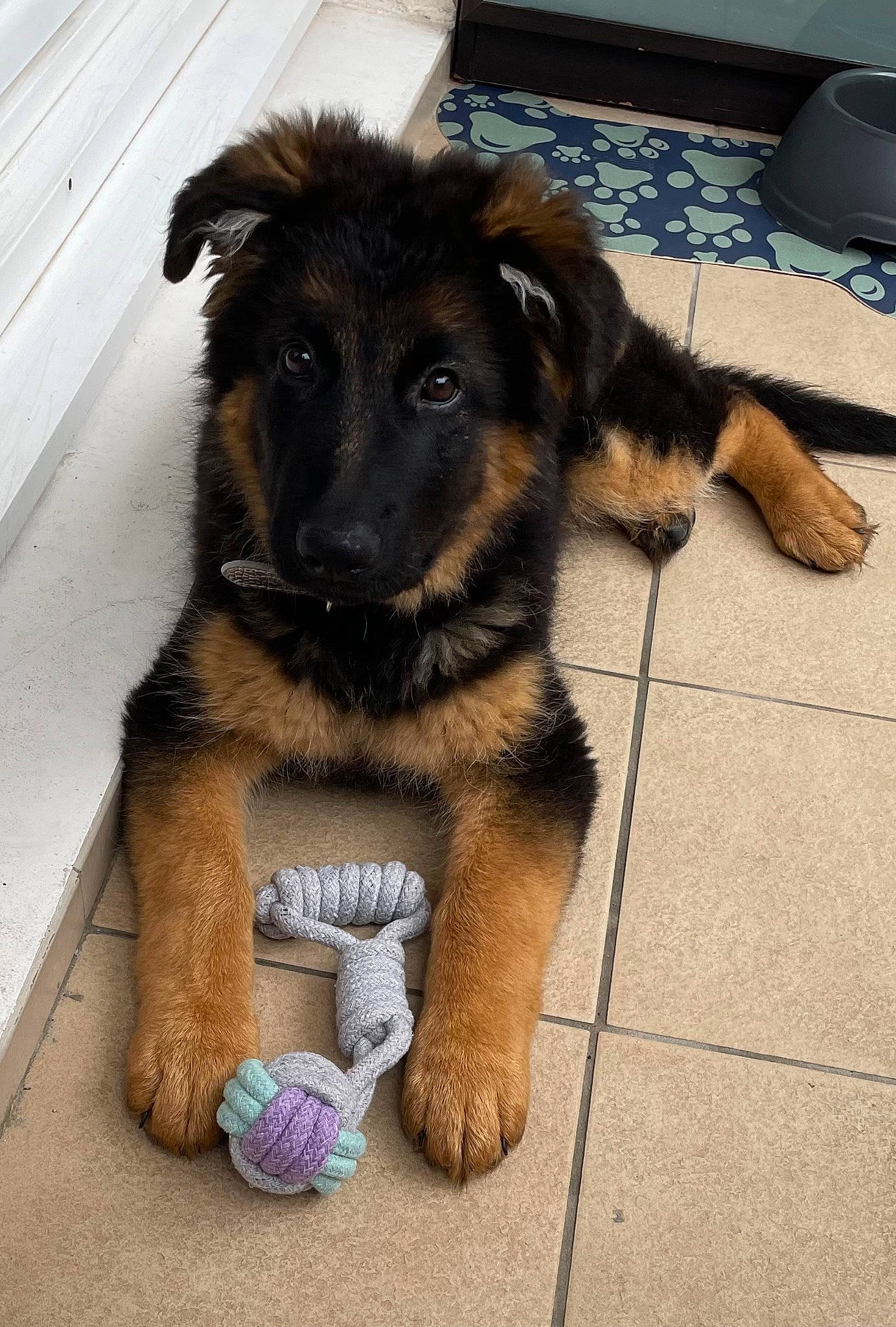 Yuka participe au concours pour gagner de l'argent avec cette photo : carnivore, companion_dog, computer_keyboard, dog, dog_breed, fawn, flooring, fur, german_shepherd_dog, herding_dog, home_appliance, kitchen_appliance, old_german_shepherd_dog, paw, pet_supply, snout, street_dog, terrestrial_animal, working_animal, working_dog