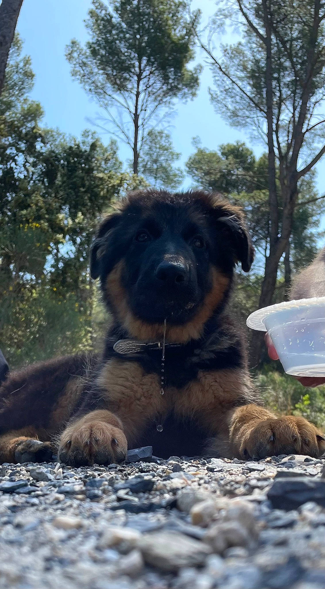 Yuka participe au concours pour gagner de l'argent avec cette photo : canidae, carnivore, companion_dog, dog, dog_breed, fur, grass, plant, sky, snout, soil, sporting_group, terrestrial_animal, terrier, tree, working_animal, working_dog