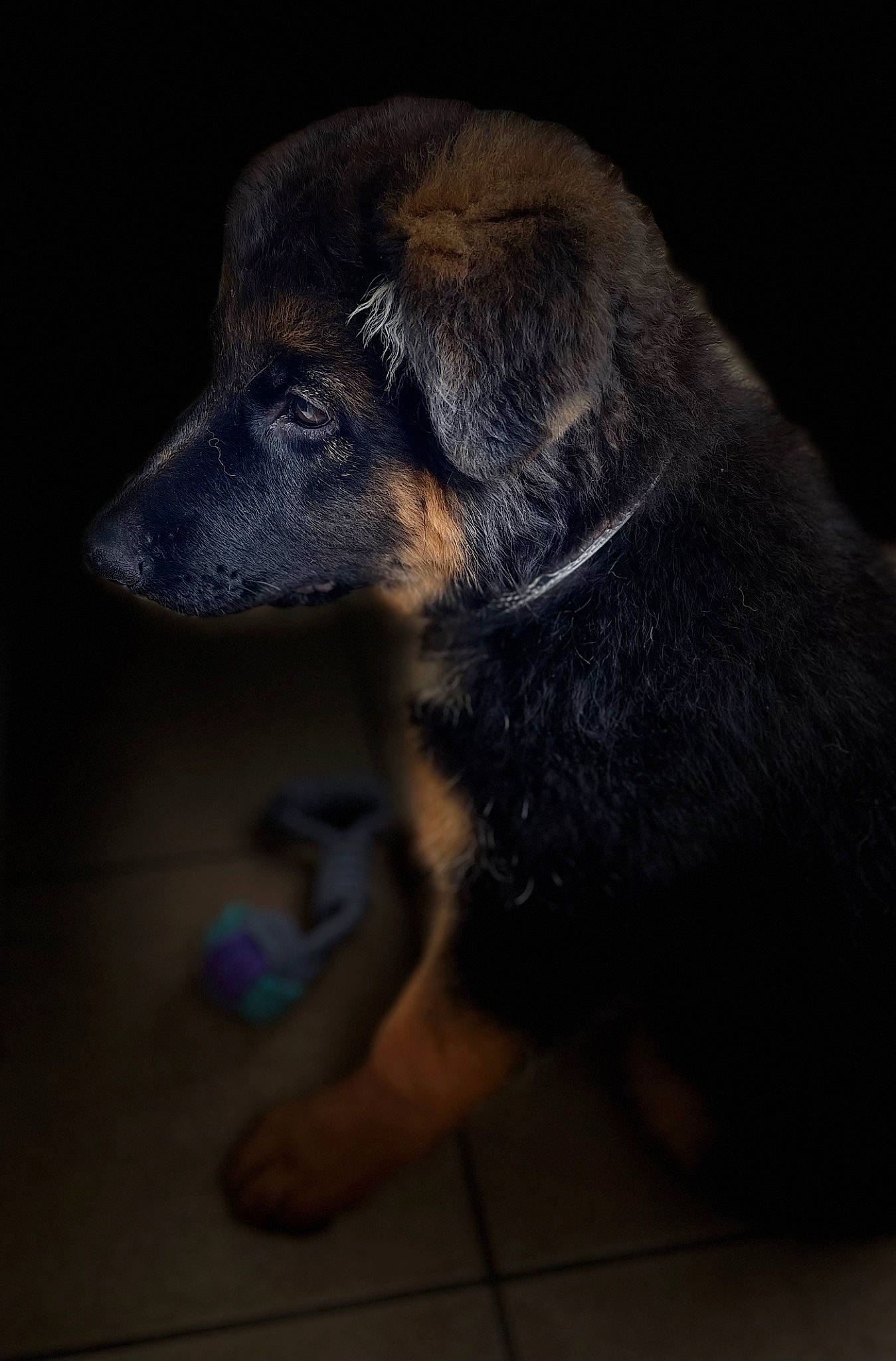 Yuka a rejoint le concours — aidez-le/la à gagner de superbes lots ! canidae, carnivore, claw, companion_dog, darkness, dog, dog_breed, electric_blue, flooring, foot, fur, paw, snout, sporting_group, tail, terrestrial_animal, whiskers, working_animal