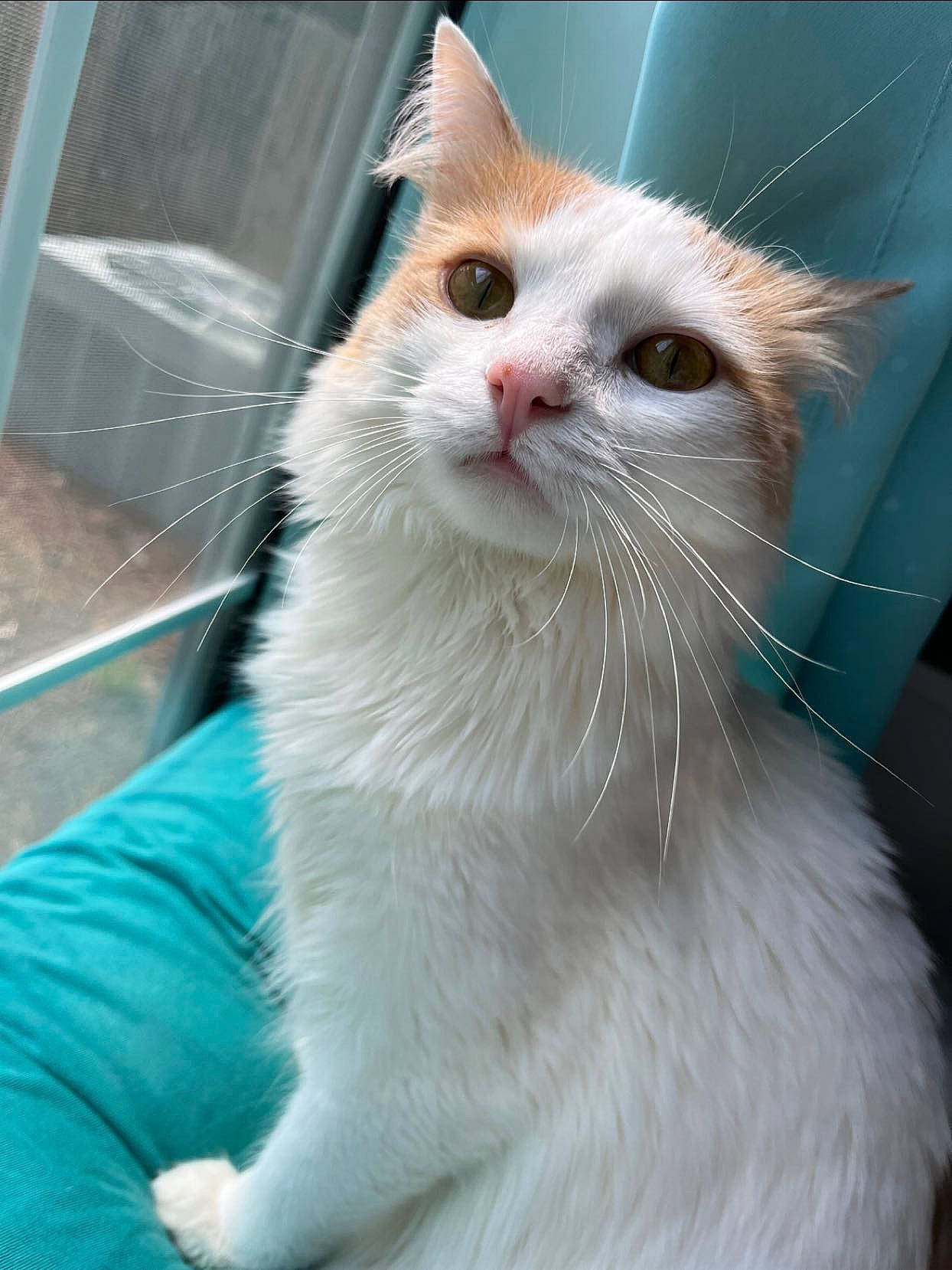 Tinkerbell joined the competition — help win amazing prizes! carnivore, cat, domestic_short_haired_cat, fawn, felidae, fur, iris, small_to_medium_sized_cats, snout, whiskers, window