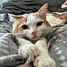 cat, orange_and_white, pet, relaxed, stretching, close_up, blanket, cozy, indoor, fur, whiskers, paws, sleepy, comfort, bed, resting, cute, animal, feline, soft