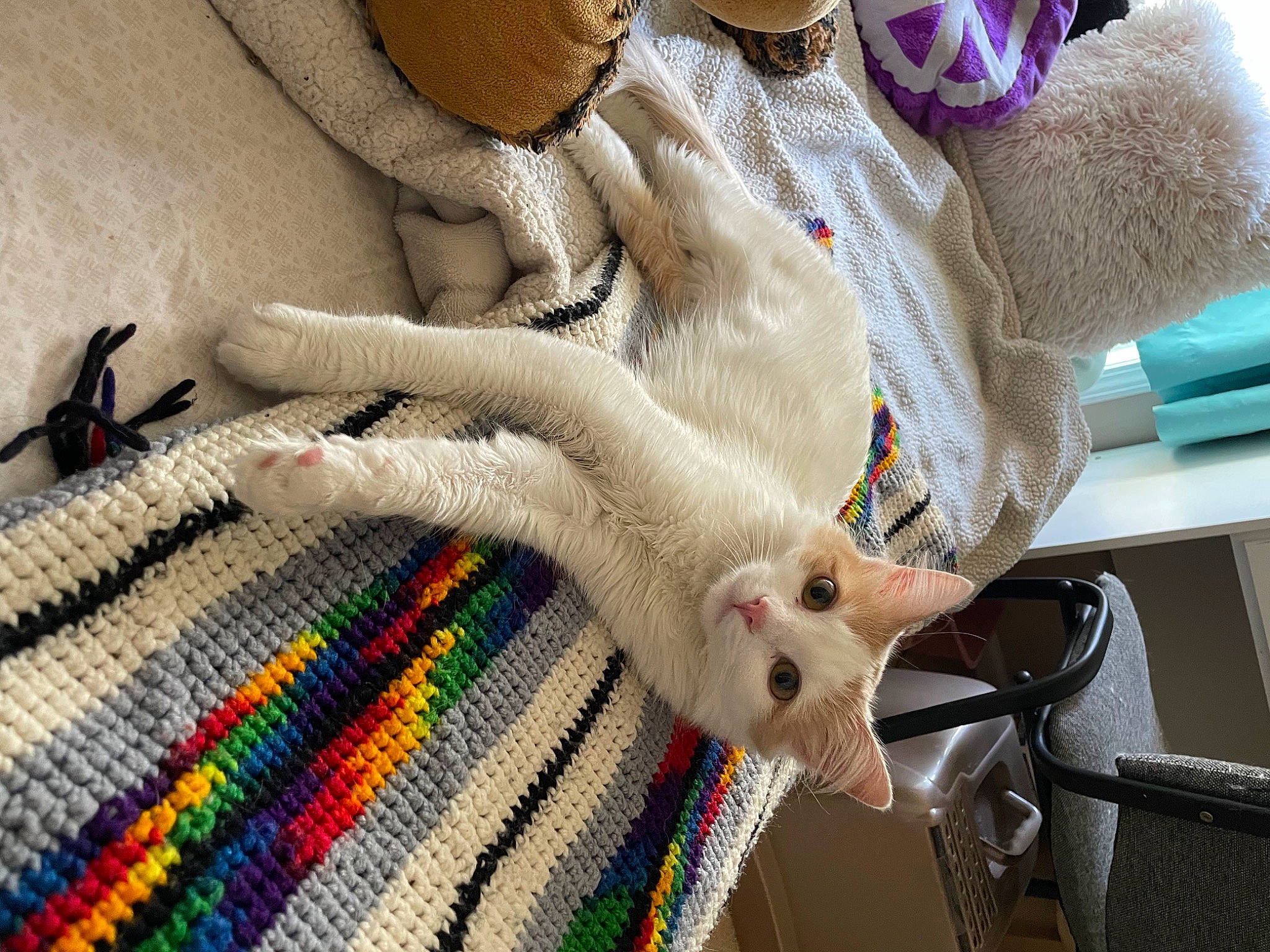 Tinkerbell joined the competition — help win amazing prizes! craft, fashion_accessory, fashion_design, fawn, felidae, foot, fur, hat, human_leg, linens, nail, pattern, small_to_medium_sized_cats, tail, textile, thread, whiskers, white, wool, woolen