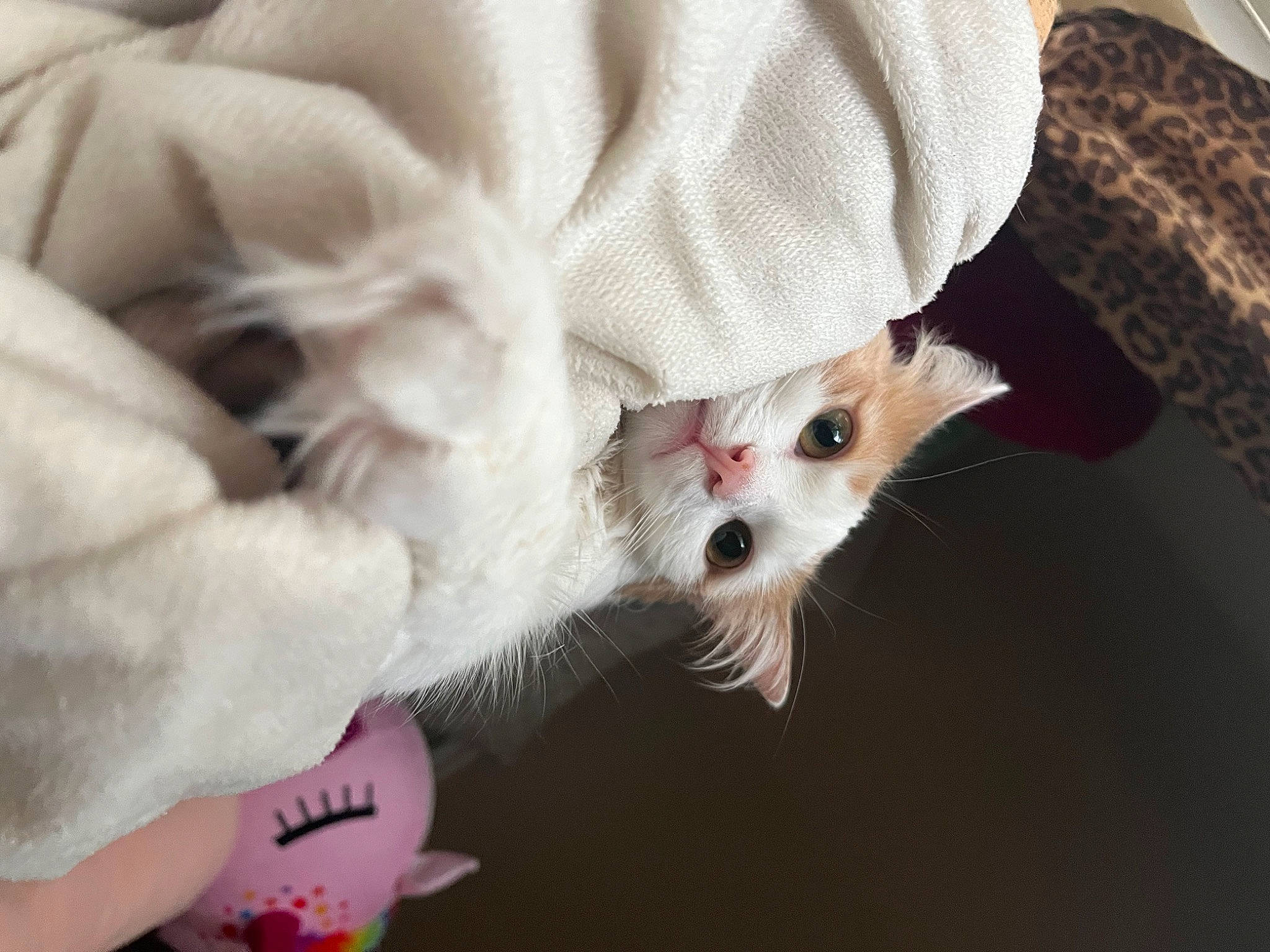 Tinkerbell joined the competition — help win amazing prizes! canidae, carnivore, claw, comfort, companion_dog, dog_breed, felidae, foot, fur, gesture, nail, non_sporting_group, paw, puppy, puppy_love, small_to_medium_sized_cats, sunglasses, tail, toy_dog, whiskers