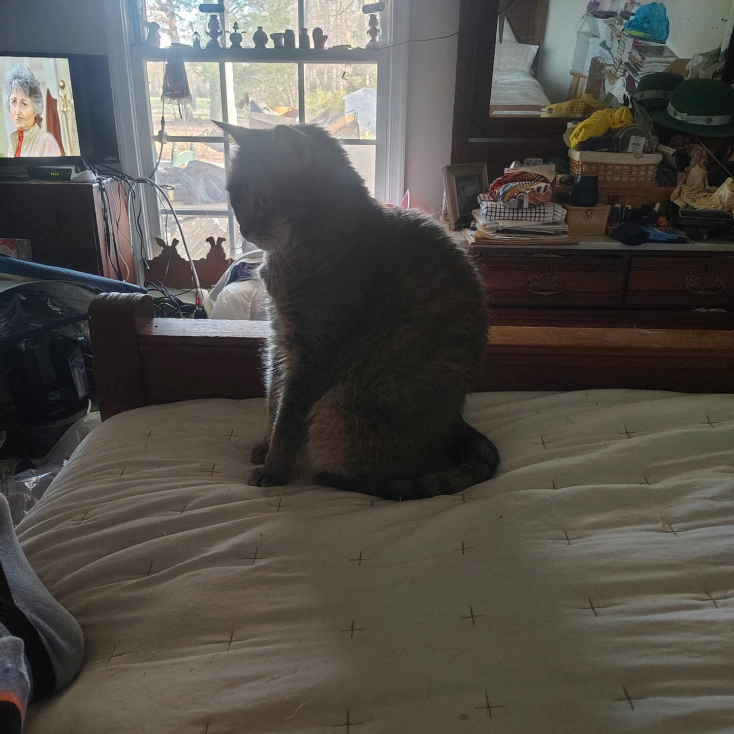 Smokey joined the competition — help win amazing prizes! animal, bed, blanket, cat, clutter, cozy, curtain, furniture, household, indoor, mirror, natural_light, pet, quiet, reflection, room, sitting, television, window, wood