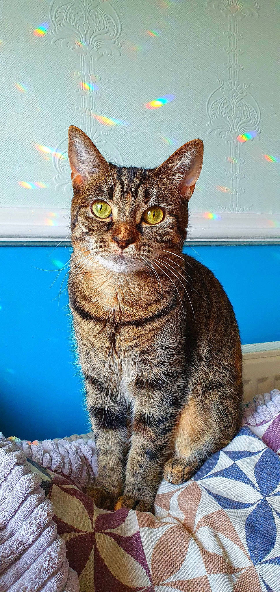 Crumble joined the competition — help win amazing prizes! carnivore, cat, domestic_short_haired_cat, felidae, fur, home_accessories, linens, mat, small_to_medium_sized_cats, snout, tail, vertebrate, whiskers