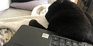 Boubou a rejoint le concours — aidez-le/la à gagner de superbes lots ! cat, black_cat, laptop, couch, pillow, indoor, pet, feline, resting, cozy, technology, keyboard, white_couch, animal, domestic, relaxation, home, fur, sleeping, side_view