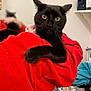 Boubou participe au concours pour gagner de l'argent avec cette photo : black_cat, cat, pet, animal, feline, whiskers, ears, wide_eyes, paw, red_fleece, person, hand, indoor, shelf, bottle, clothing, mirror, reflection, room, casual