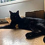 Boubou a rejoint le concours — aidez-le/la à gagner de superbes lots ! black_cat, cat, chocolate_bunny, floor, wood_floor, window, basket, box, indoor, pet, animal, relaxed, lying_down, natural_light, shadow, feline, domestic_cat, resting, household, quiet