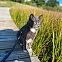 alert, animal, blue_sky, boardwalk, cat, curious, daytime, field, fur, grass, green_eyes, grey_cat, leash, nature, outdoor, pet, shadow, sunlight, walking, white_paws