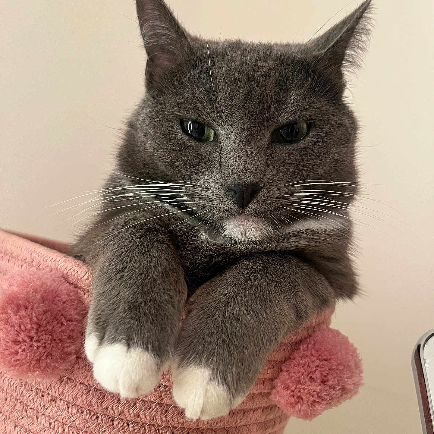 Grisoto participe au concours pour gagner de l'argent avec cette photo : abyssinian, animal, architecture, armchair, blanket, building, cat, chair, couch, cushion, furniture, homedecor, indoors, kitten, livingroom, manx, pet, plush, room, toy