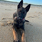 Aloha participe au concours pour gagner de l'argent avec cette photo : puppy, dog, beach, sand, outdoor, animal, pet, canine, young, cute, ears, collar, nose, paw, sunlight, nature, playful, relaxing, daytime, sky