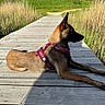 Aloha participe au concours pour gagner de l'argent avec cette photo : dog, outdoor, boardwalk, grass, nature, sunlight, blue_sky, greenery, canine, harness, relaxing, summer, animal, park, daylight, wood, peaceful, resting, side_view, quiet