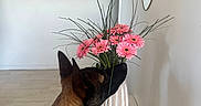 Aloha a rejoint le concours — aidez-le/la à gagner de superbes lots ! dog, sniffing, flowers, vase, pink_flowers, table, indoor, mirror, minimalist, brown_dog, canine, curious, decor, home, plant, pet, wall, floor, still_life, domestic