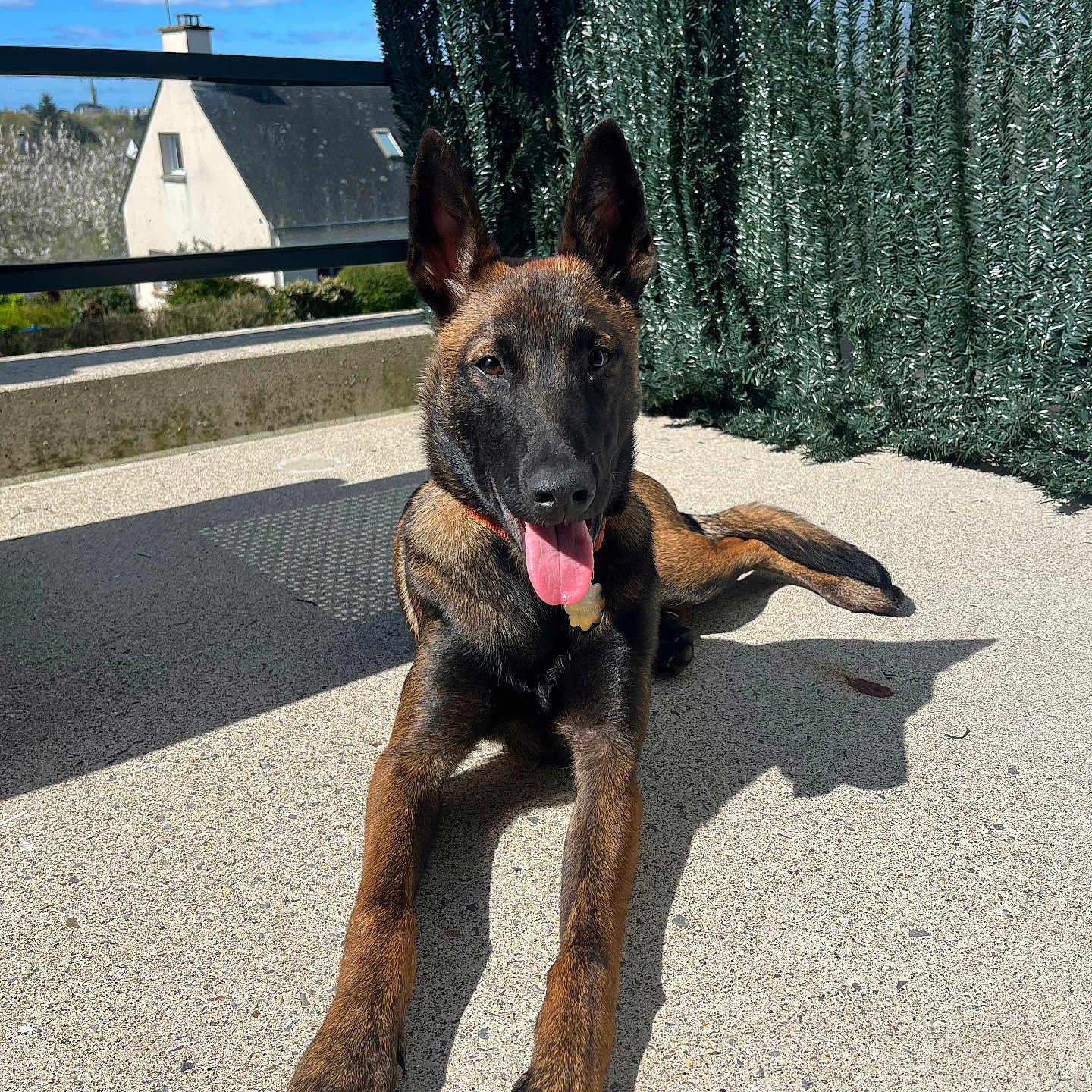 Aloha participe au concours pour gagner de l'argent avec cette photo : dog, belgian_malinois, animal, pet, outdoor, sunlight, shadow, concrete, patio, fence, greenery, house, tongue_out, ears_up, lying_down, daytime, happy, canine, nature, playful