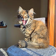 Nutmeg is registered to the contest to win money with this photo: cat, kitten, tortoiseshell, cat_tree, indoor, sunlight, yawning, feline, pet, fur, whiskers, animal, cozy, home, window, shadow, playful, cute, sitting, young