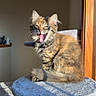cat, kitten, tortoiseshell, cat_tree, indoor, sunlight, yawning, feline, pet, fur, whiskers, animal, cozy, home, window, shadow, playful, cute, sitting, young