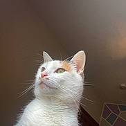 Coconut is registered to the contest to win money with this photo: cat, white_cat, orange_spot, indoor, pet, feline, animal, fur, whiskers, ears, green_eyes, resting, looking_away, soft_light, portrait, cute, domestic_cat, close_up, calm, cozy_interior