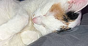 Coconut joined the competition — help win amazing prizes! animal, calico, calm, cat, cozy, curled_up, cushion, ears, fur, gray, indoor, paws, pet, pink_nose, quiet, resting, sleeping, soft_surface, whiskers, wooden_door