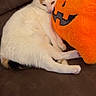 Coconut is registered to the contest to win money with this photo: animal, autumn, brown_couch, calico, cat, cozy, cute, cute_pet, feline, holiday, indoor, jack_o_lantern, orange, pet, plush_pumpkin, relaxed, resting, snuggling, soft_toy, white_cat