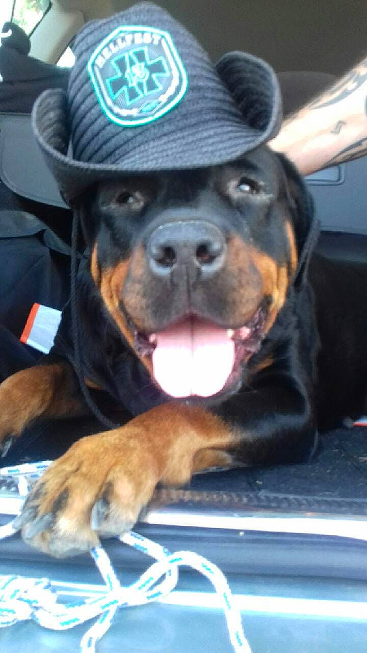 Fiesta participe au concours pour gagner de l'argent avec cette photo : canidae, carnivore, dog, dog_breed, fawn, guard_dog, mammal, molosser, rottweiler, snout, sporting_group, vertebrate, working_dog