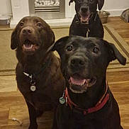 Midnight is registered to the contest to win money with this photo: dog, indoor, floor, fireplace, brown_dog, black_dog, collar, pet, animal, happy, sitting, wooden_floor, house, canine, domestic, mammal, three_dogs, looking_up, ears, tongue