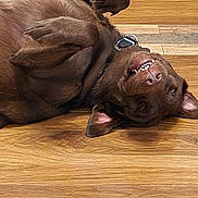 Athena is registered to the contest to win money with this photo: dog, brown_dog, lying_down, wooden_floor, playful, pet, canine, smiling, indoor, collar, happy, fur, animal, domestic_animal, relaxed, teeth, ears, flooring, mammal, cute