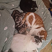 Cats joined the competition — help win amazing prizes! cat, cats, sleeping, resting, blanket, bed, cozy, fur, animal, pet, tabby, black_cat, white_cat, orange_cat, striped_cat, indoor, cute, cute_animals, relaxing, group