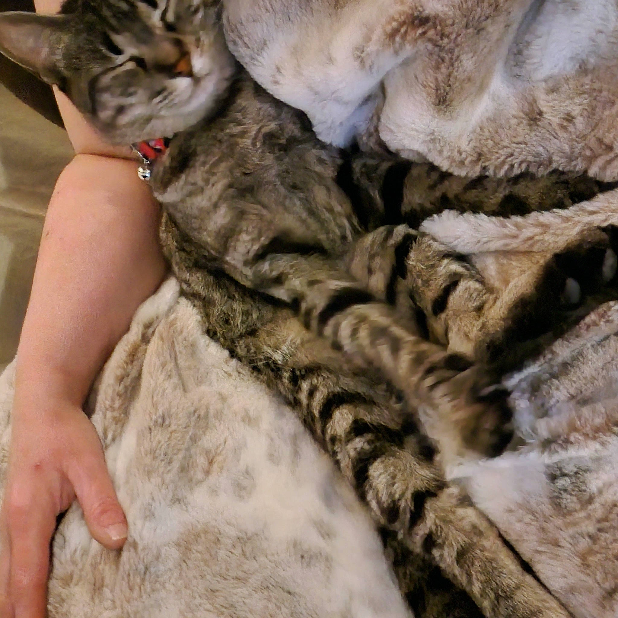 Lola is registered to the contest to win money with this photo: carnivore, cat, claw, comfort, domestic_short_haired_cat, fawn, felidae, fur, fur_clothing, grey, linens, nap, pattern, paw, small_to_medium_sized_cats, snout, tail, terrestrial_animal, whiskers, wildlife