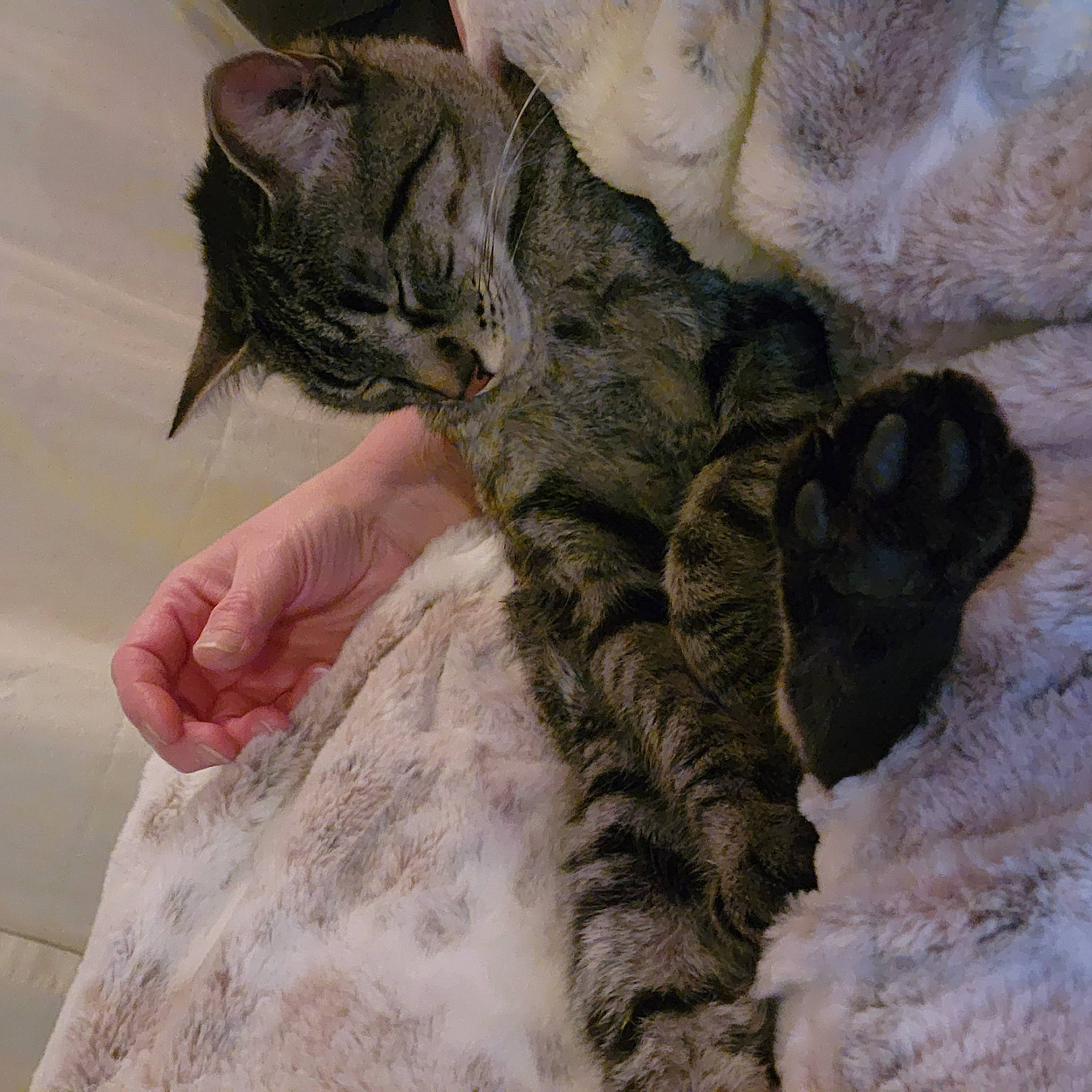 Lola joined the competition — help win amazing prizes! carnivore, cat, claw, comfort, domestic_short_haired_cat, fawn, felidae, fur, gesture, hand, hug, nail, nap, pattern, paw, small_to_medium_sized_cats, snout, tail, terrestrial_animal, whiskers